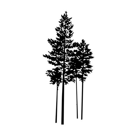 Silhouette of few pine trees. Hand made.のイラスト素材