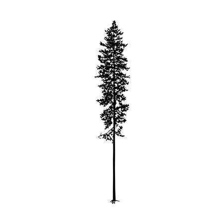 Silhouette of tall skinny pine tree. Hand made.のイラスト素材