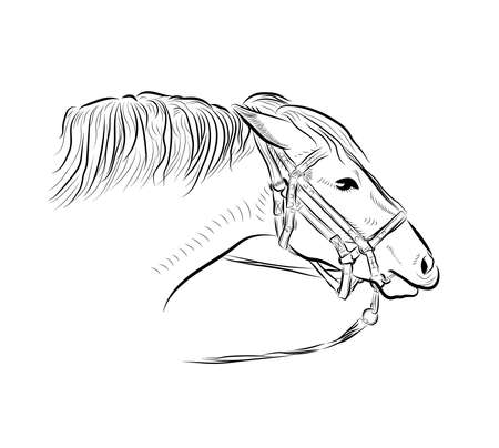 The horse head with harness. Sketch art.のイラスト素材