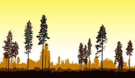 Image  landscape. Seamless woodland. Silhouette of coniferous trees. Golden tones.のイラスト素材