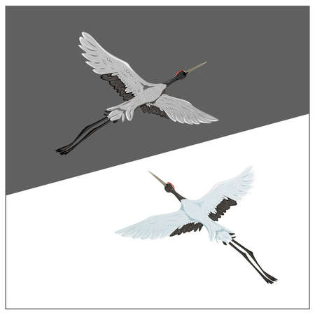 Flying crane bird on gray and white background.のイラスト素材