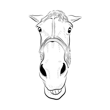 The horse head. Sketch art. Surprised emotion.のイラスト素材