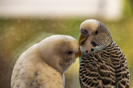 close up parakeet.popular as a pet birdの写真素材