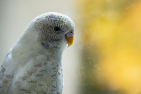 close up parakeet.popular as a pet bird