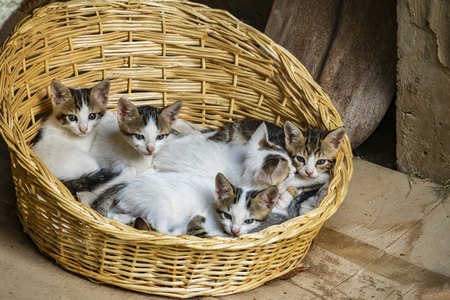 close up kittens in wicker basket in natureの写真素材