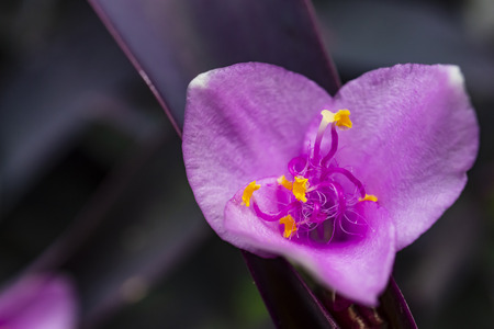 close up wild flowers in natureの写真素材