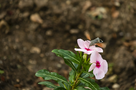 outdoor and wild flowerの写真素材