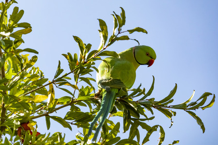 close up parrot in nature