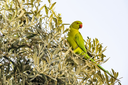 close up parrot in nature