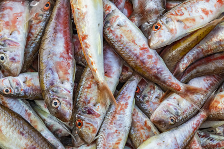 fishes for saleの写真素材