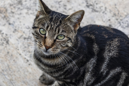 Cute cat sitting on the floor.の写真素材