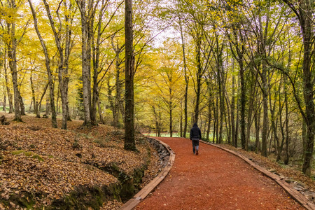 Bahcesehir, istanbul, turkey-november 24,2018.Landscape from Belgrad forest.のeditorial素材