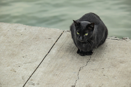 close up cute black catの写真素材