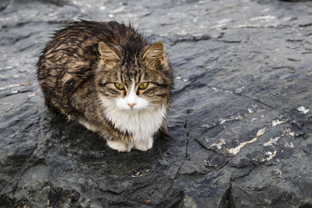 cute friends cats in natureの写真素材