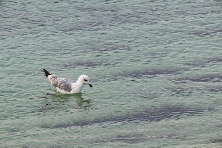seagull on seaの写真素材
