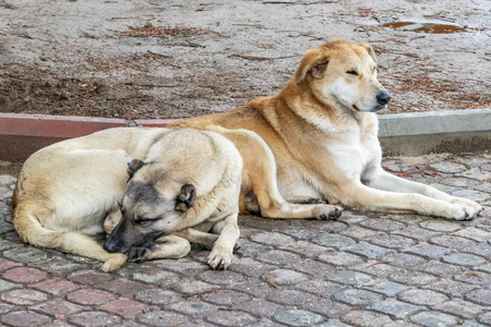our friends dogsの写真素材
