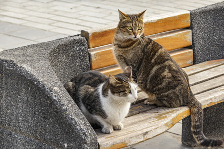 cute friends cats in nature