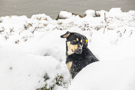 dog in snowの写真素材