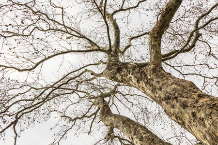 tree in winter seasonの写真素材