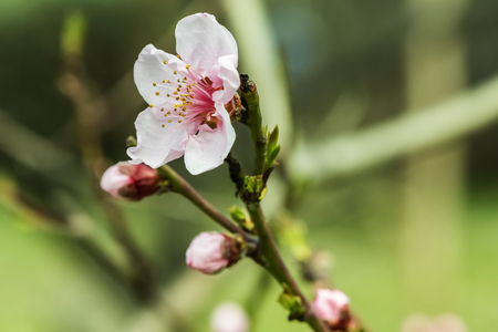 spring flowers on tree branchesの写真素材