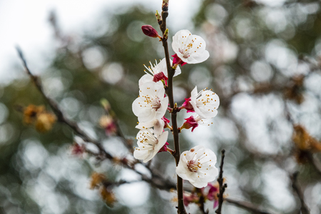 spring flowers in natureの写真素材