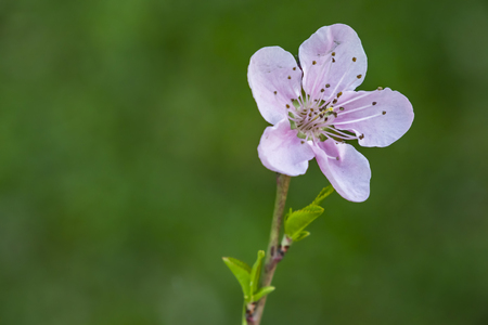 spring flowers in natureの写真素材