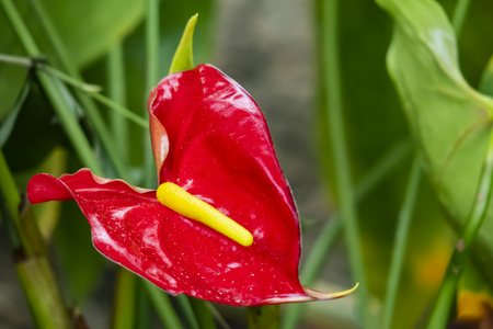 close up painter's palette flowerの写真素材