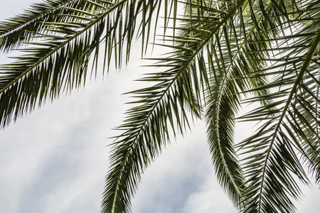 palm tree branches and leavesの写真素材