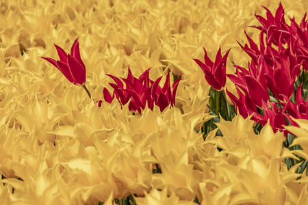 close up tulips in green natureの写真素材