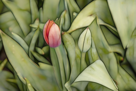 close up tulips in green natureの写真素材