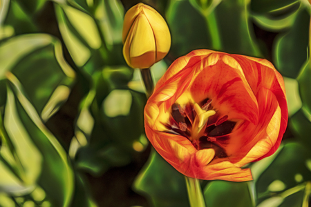 close up tulips in green natureの写真素材