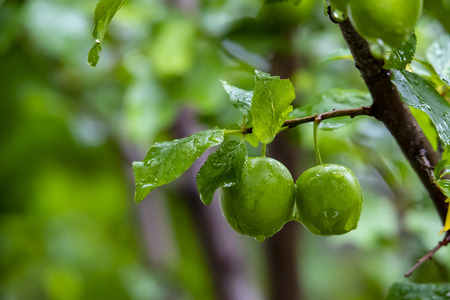 close up green raw plumsの写真素材
