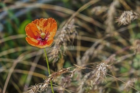 close up poppy flowerの写真素材