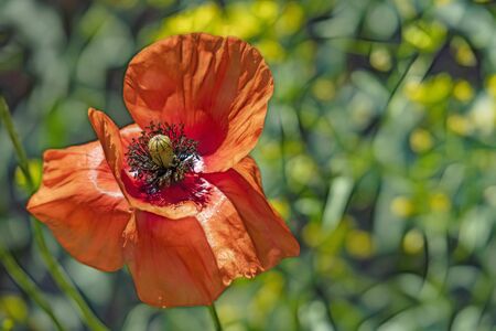 close up poppy flowerの写真素材