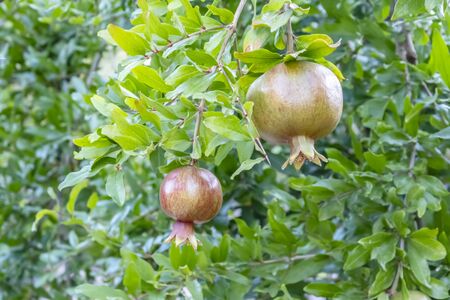 pomegranates on tree banchesの写真素材