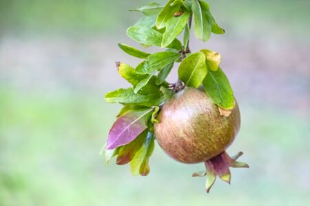 pomegranates on tree banchesの写真素材