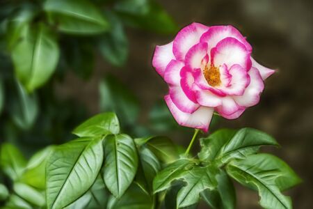 rose flower of eleganceの写真素材
