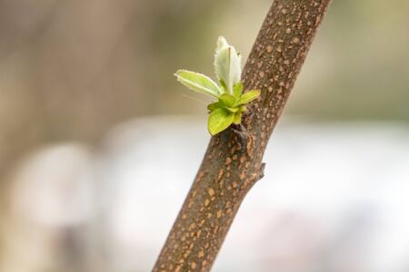 quince tree and leavesの写真素材