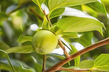 raw persimmon fruitの写真素材