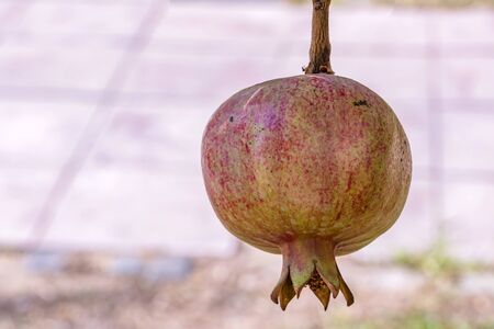 pomegranates on tree banches