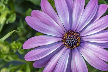 close up daisy flowersの写真素材