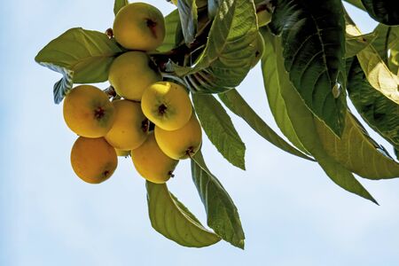 close up loquat fruits