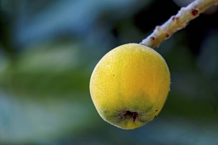 close up loquat fruits
