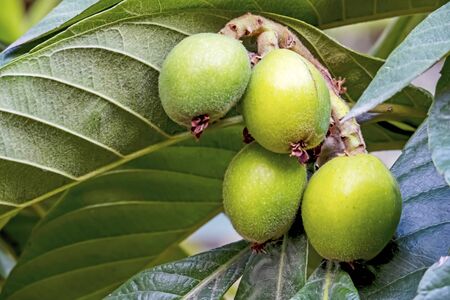 close up loquat fruits