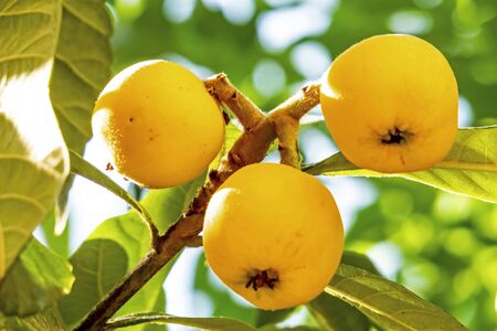 close up loquat fruitsの写真素材
