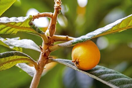 close up loquat fruitsの写真素材