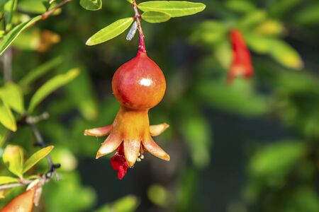 pomegranates on treeの写真素材