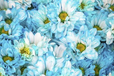 daisy flowers in natureの写真素材