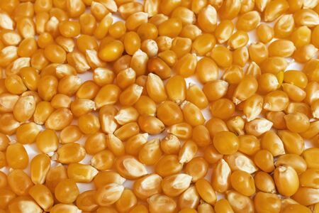 close up cornsの写真素材