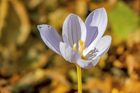 spring crocus flowers